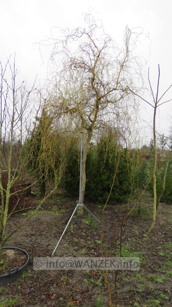 Salix erythroflexuosa 03.JPG